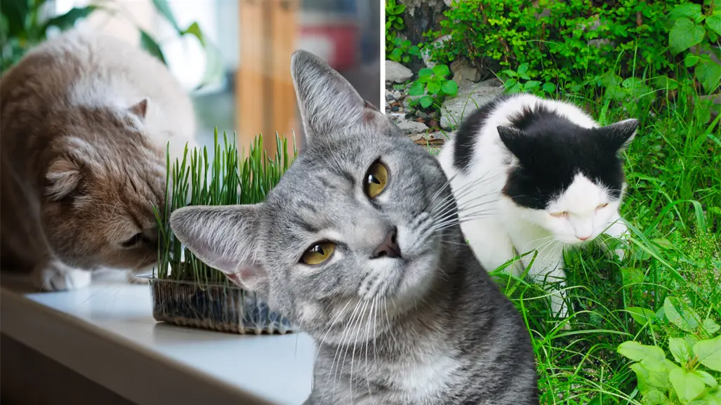 ¿Tu gato se come tus plantas? Este estudio revela el por qué