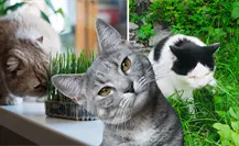 ¿Tu gato se come tus plantas? Este estudio revela el por qué
