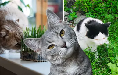 ¿Tu gato se come tus plantas? Este estudio revela el por qué