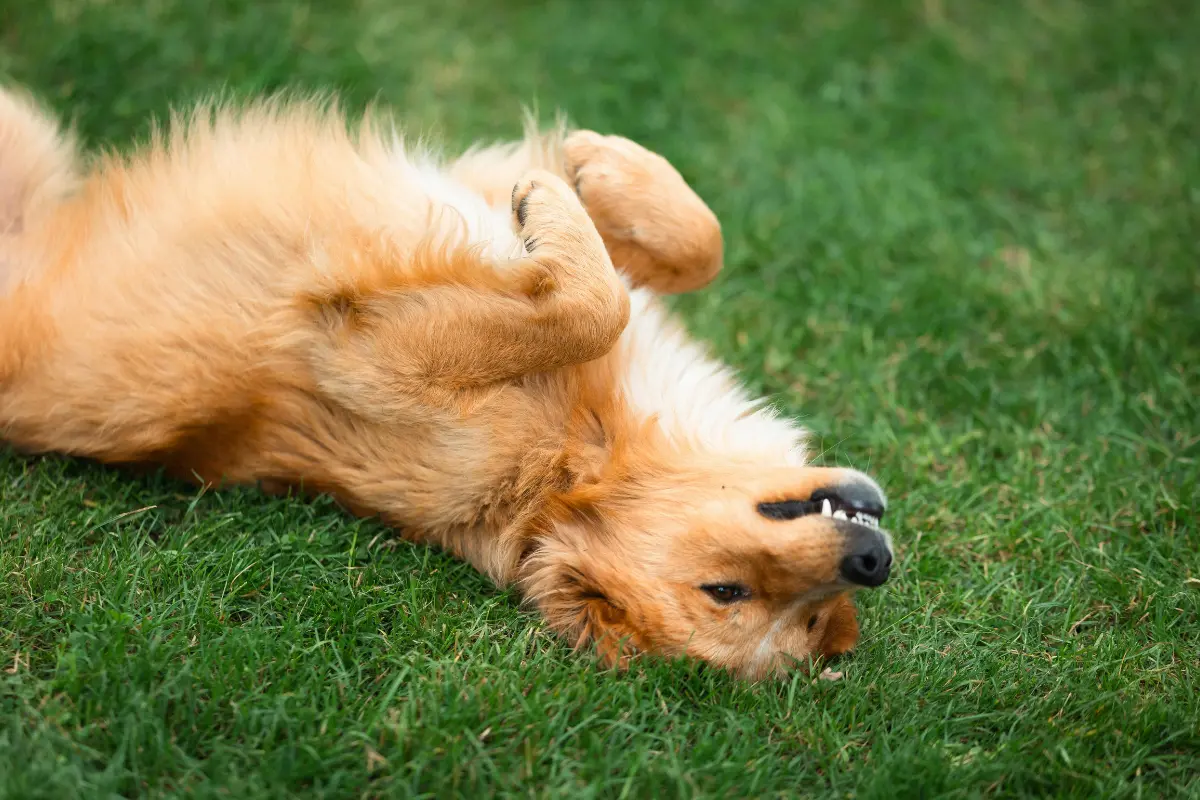 Investigadores han creado una herramienta innovadora para identificar señales de hiperactividad en perros observando sus conductas más sutiles. Foto: Canva