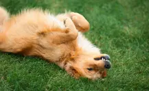 ¿Tu perro es hiperactivo? Conoce el test que te ayuda a identificar este comportamiento