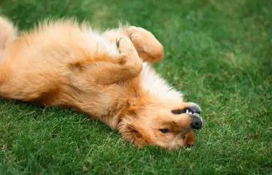 ¿Tu perro es hiperactivo? Conoce el test que te ayuda a identificar este comportamiento