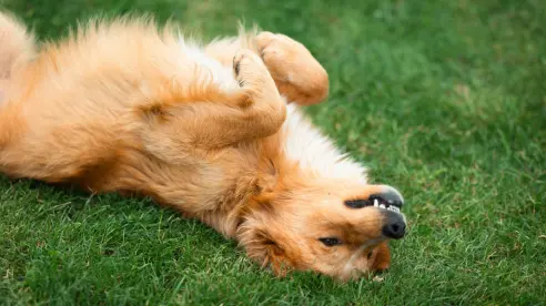 ¿Tu perro es hiperactivo? Conoce el test que te ayuda a identificar este comportamiento