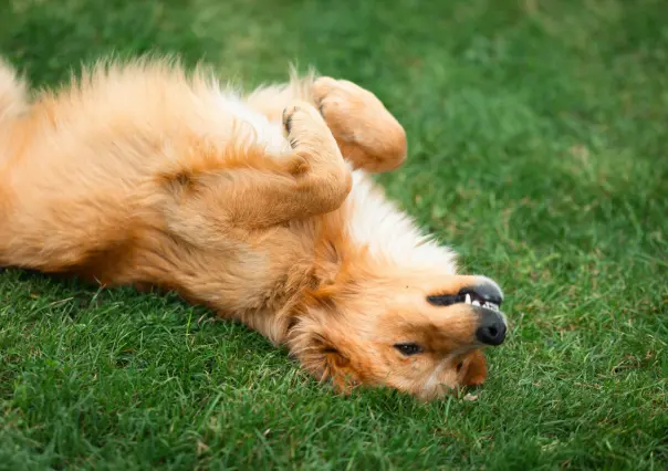 ¿Tu perro es hiperactivo? Conoce el test que te ayuda a identificar este comportamiento