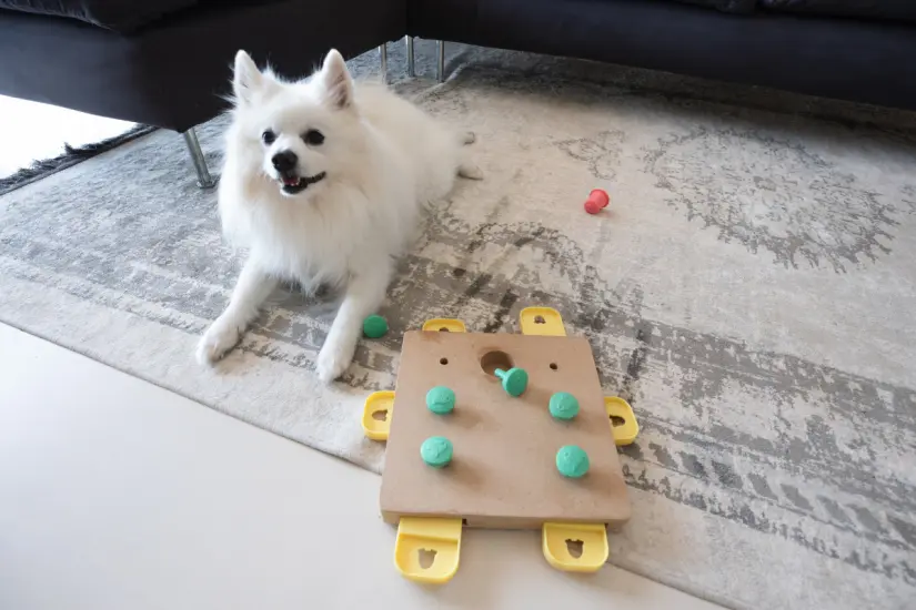 Un grupo internacional de científicos ha desarrollado un test que ayuda a identificar comportamientos indicativos de hiperactividad en perros. Foto: Canva