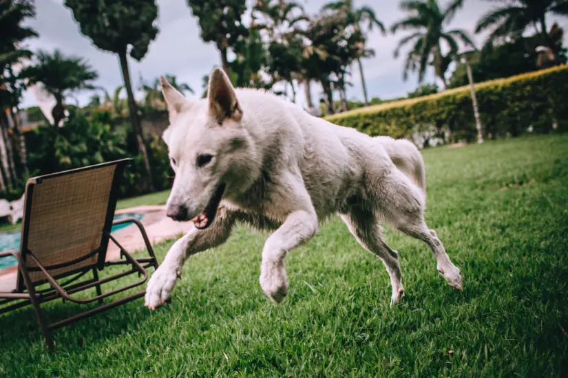 La nueva herramienta de detección de hiperactividad en perros permite a los dueños reconocer comportamientos difíciles de notar en sus mascotas. Foto: Canva