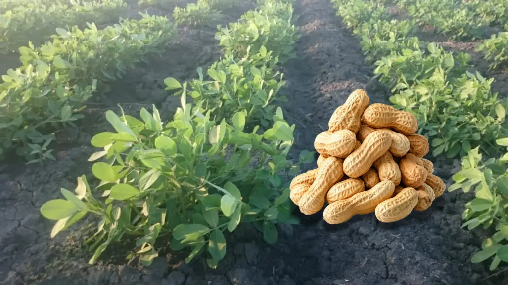 En este lugar se siembran los mejores cacahuates de Tamaulipas