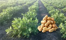 En este lugar se siembran los mejores cacahuates de Tamaulipas