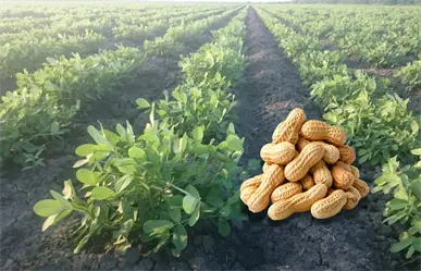En este lugar se siembran los mejores cacahuates de Tamaulipas
