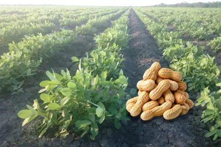 En este lugar se siembran los mejores cacahuates de Tamaulipas