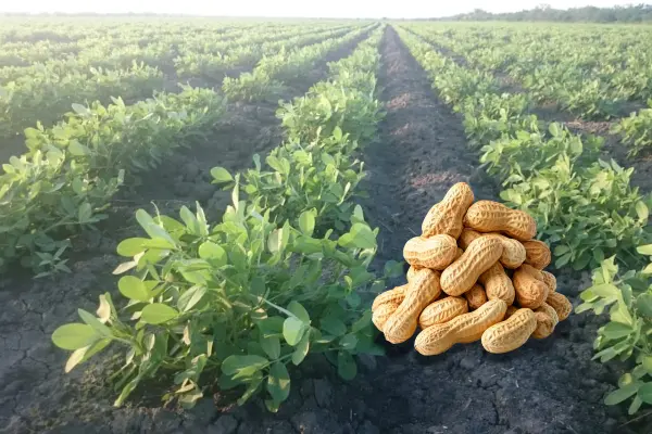 En este lugar se siembran los mejores cacahuates de Tamaulipas