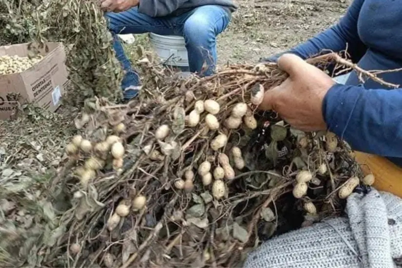 Limpiando las plantas de cacahuate | Foto: FB