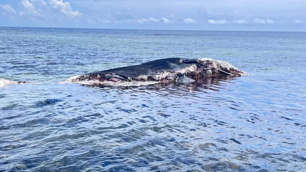 Aparece cuerpo de cachalote en la costa sur de Quintana Roo
