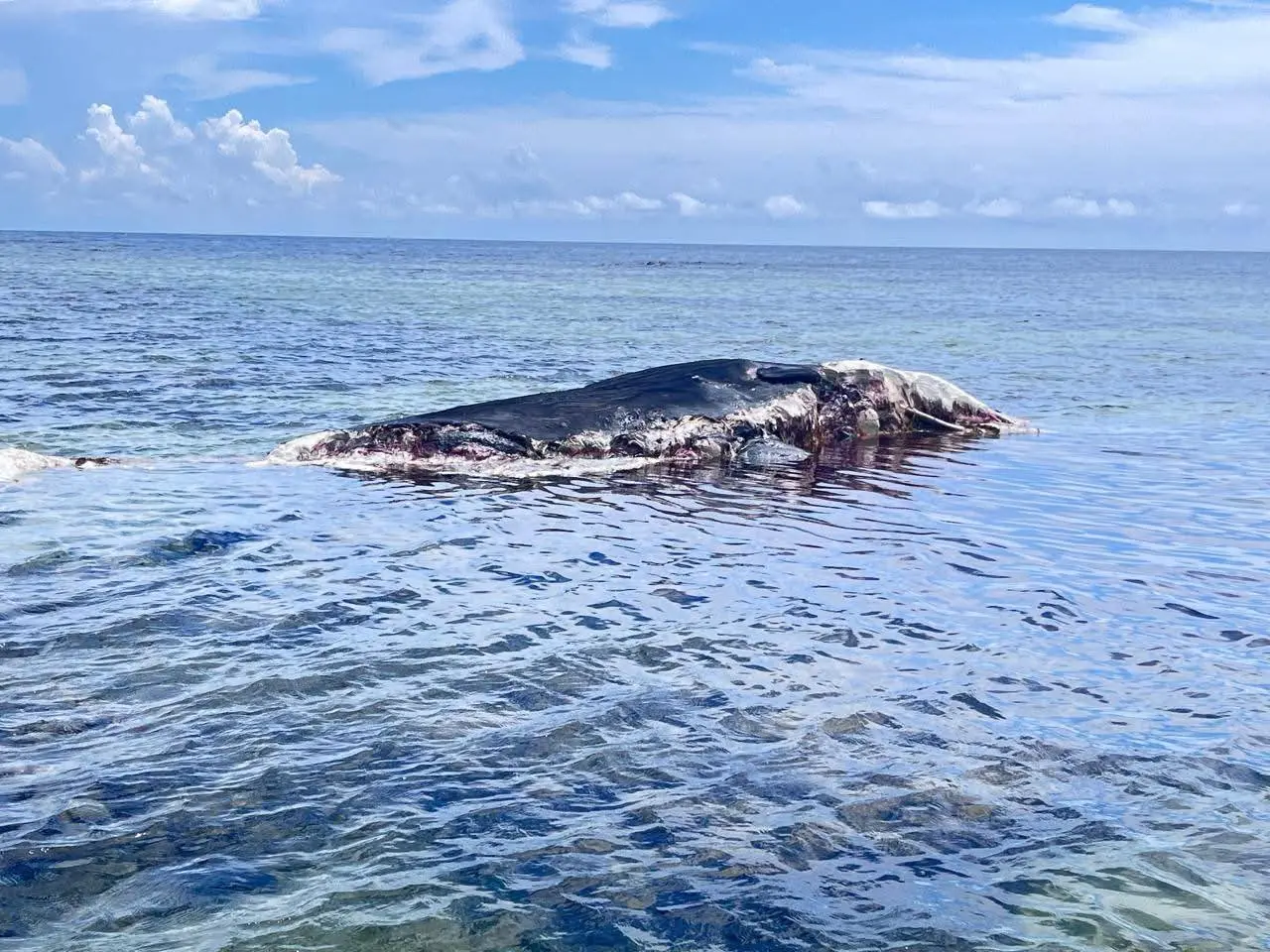 El cuerpo de un cachalote apareció en la costa sur de Quintana Roo, por lo que especialistas acudieron a la zona para analizar los restos de dicho mamífero marino considerado uno de los más grandes. Fuente colectivo ambiental Aak Mahahual