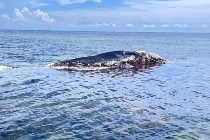 Aparece cuerpo de cachalote en la costa sur de Quintana Roo