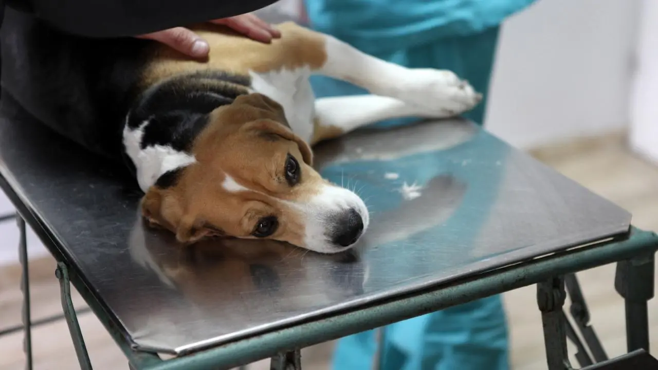 Caravana de esterilización llega a estos municipios de Edomex y así puedes apoyar desde 1 peso. Foto: Canva