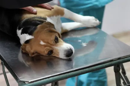 Caravana de esterilización llega a estos municipios de Edomex y así puedes apoyar desde 1 peso