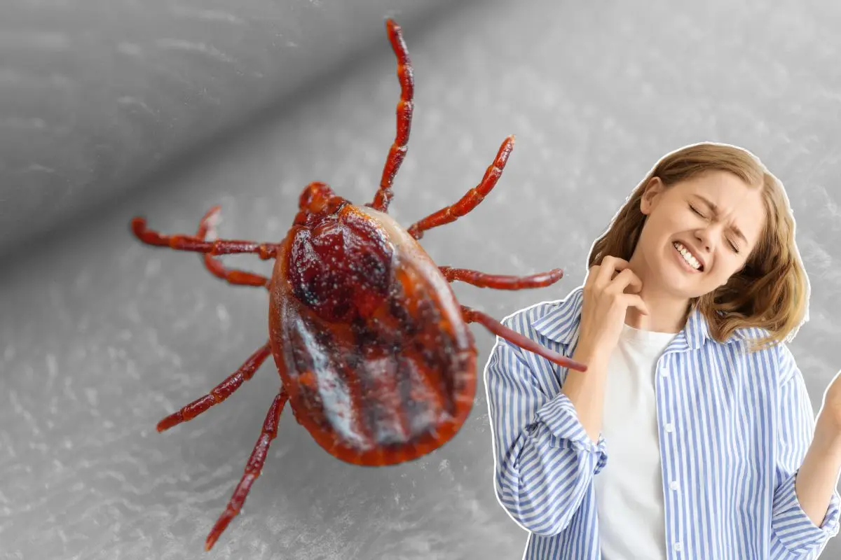 Una garrapata y una mujer tocando su cuello Foto: Canva