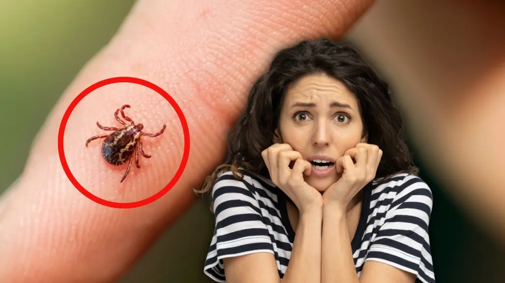¿Es peligrosa la picadura por garrapata? esto es lo que debes saber