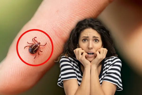 ¿Es peligrosa la picadura por garrapata? esto es lo que debes saber