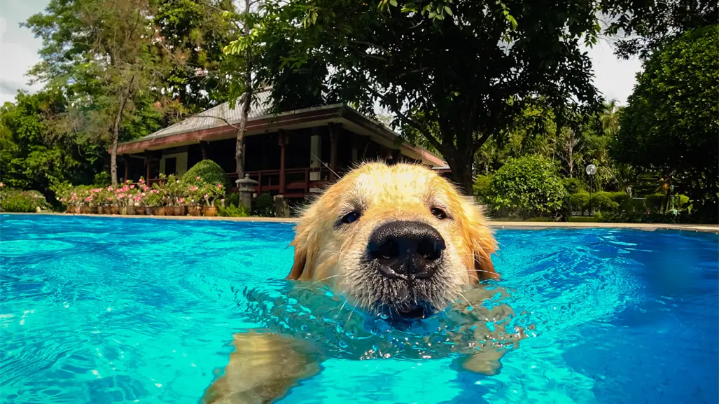 ¿Es seguro para tu perro nadar en piscinas con cloro? Un estudio lo revela