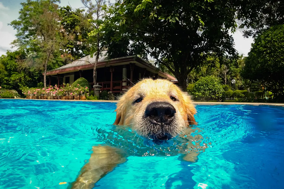 Descubre si es seguro para tu mascota nadar en piscinas con cloro. La respuesta podría sorprenderte. Foto: Canva