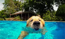 ¿Es seguro para tu perro nadar en piscinas con cloro? Un estudio lo revela