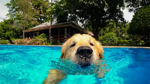 ¿Es seguro para tu perro nadar en piscinas con cloro? Un estudio lo revela