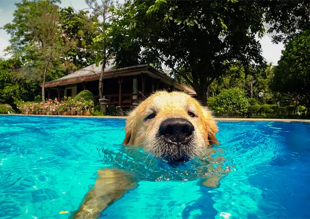 ¿Es seguro para tu perro nadar en piscinas con cloro? Un estudio lo revela