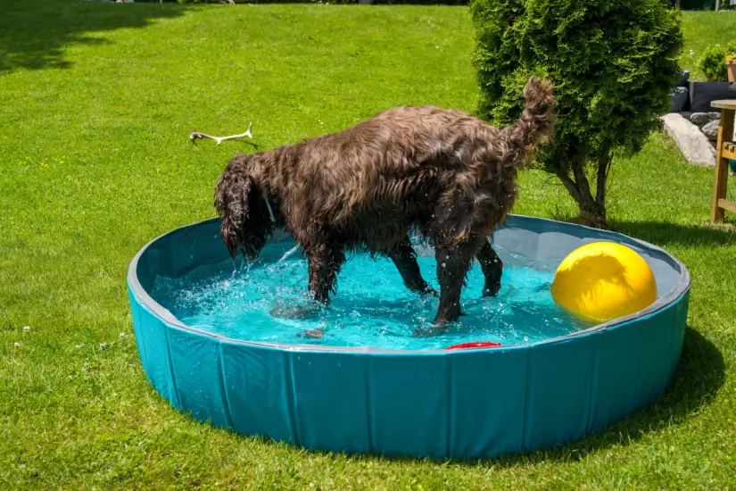 Lo que un estudio revela sobre los riesgos del cloro para los perros en las piscinas. Foto: Canva