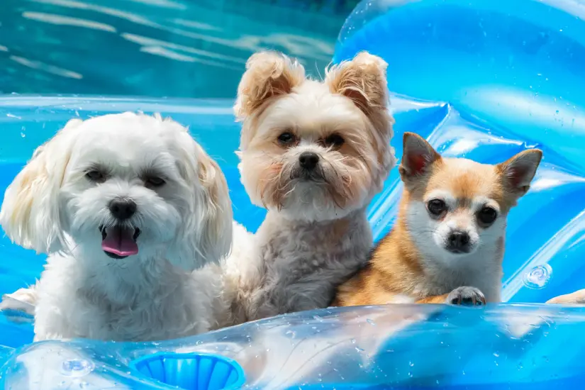 ¿Es riesgoso que tu perro se divierta en la piscina? Un estudio lo explica. Foto: Canva