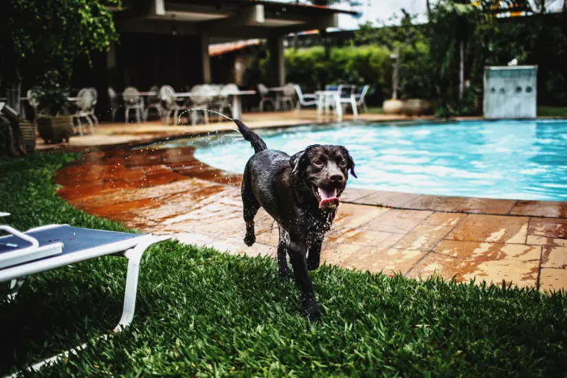El cloro de las piscinas y sus efectos en tu perro un estudio revela los peligros. Foto: Canva
