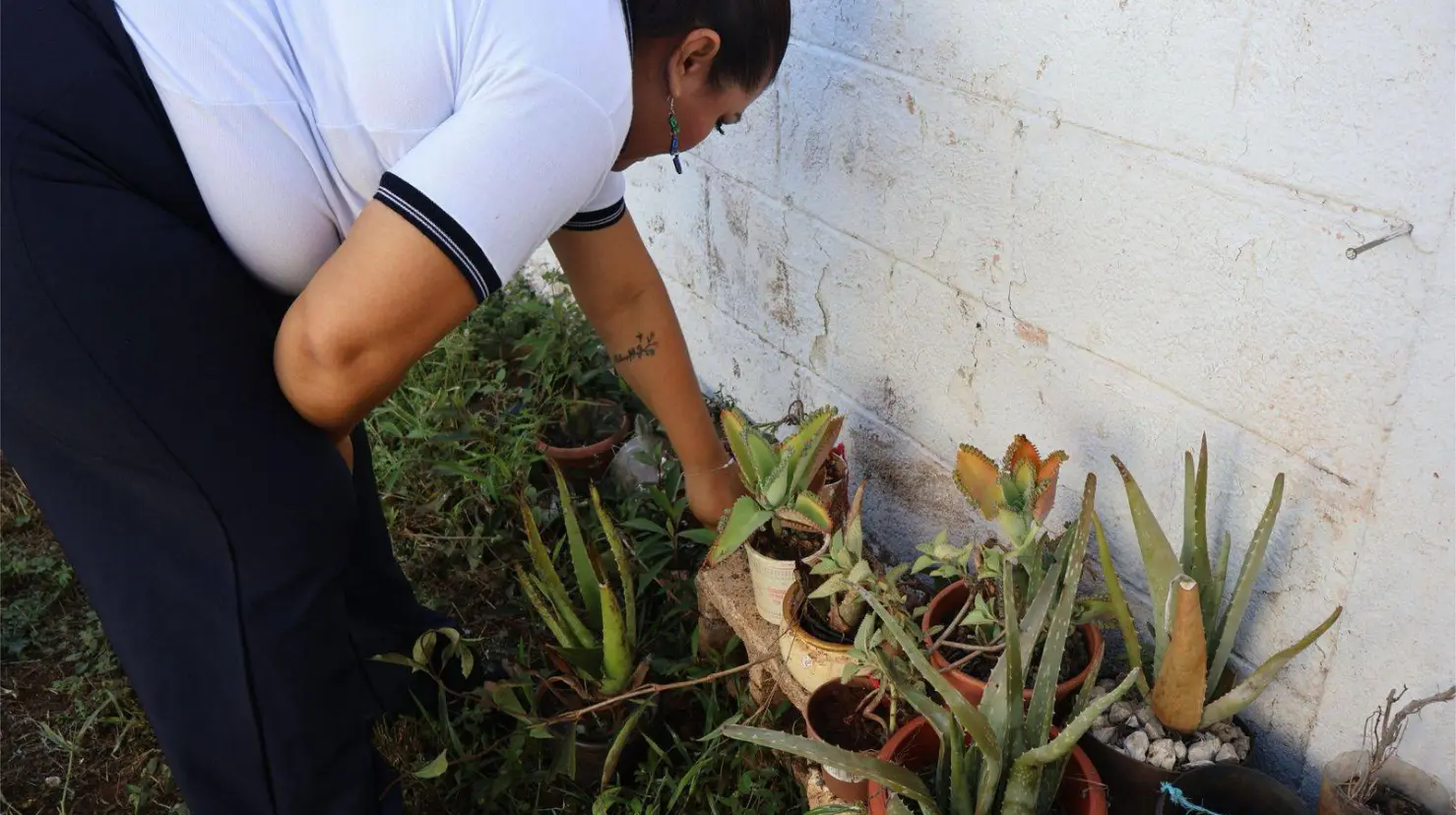 Con el apoyo de la Secretaría de Desarrollo Sustentable (SDS), el Gobierno de Yucatán impulso el programa Escuela Sustentable, que abrió el actual ciclo escolar en la primaria Felipe Carrillo Puerto de Oxkutzcab.- Fuente Gobierno del Estado