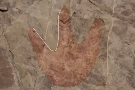 Aparecen huellas de dinosaurio, pinturas rupestres y observatorio prehispánico en Tehuacán, Puebla Aparecen huellas de dinosaurio, pinturas rupestres y observatorio prehispánico en Tehuacán, Puebla