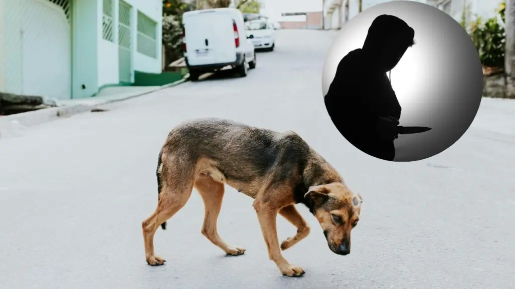 Detenido en Conkal por apuñalar un perro hasta la muerte