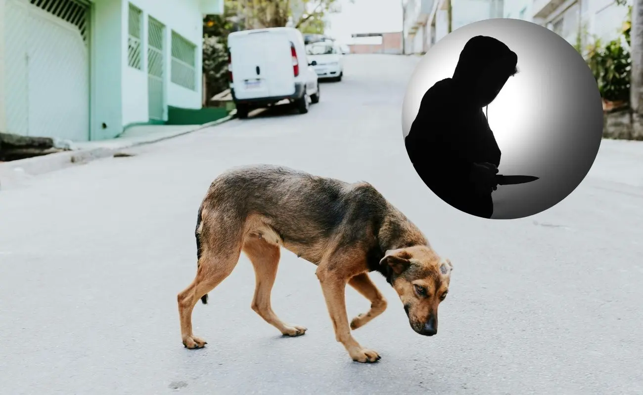 ¿Cómo ocurrió el ataque en Conkal? Foto: Canva