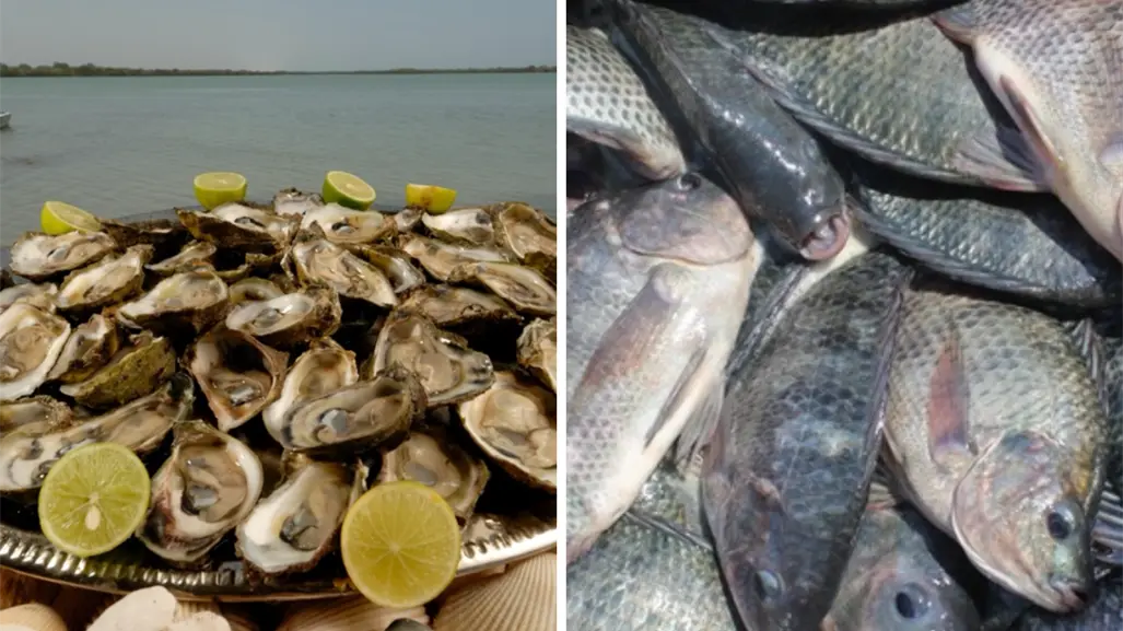 Acuicultores de Tamaulipas son capacitados para impulsar cultivos de tilapia y ostión