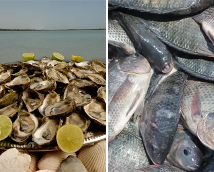 Acuicultores de Tamaulipas son capacitados para impulsar cultivos de tilapia y ostión