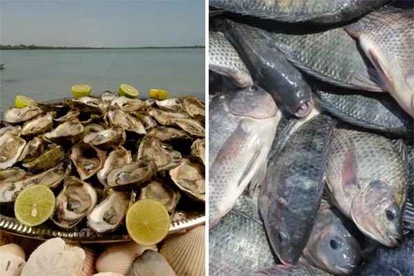 Acuicultores de Tamaulipas son capacitados para impulsar cultivos de tilapia y ostión