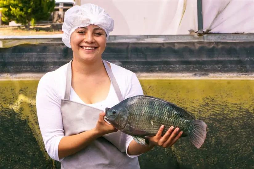 Producción de tilapia en Tamaulipas. Foto: Daniel Espinoza