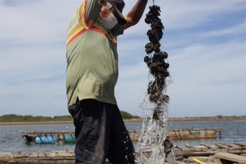 Producción de ostión en Tamaulipas. Foto: Daniel Espinoza