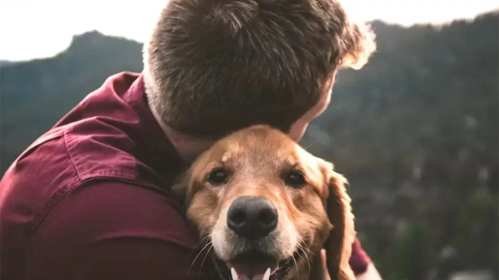 Así puedes adoptar un perrito en Altamira