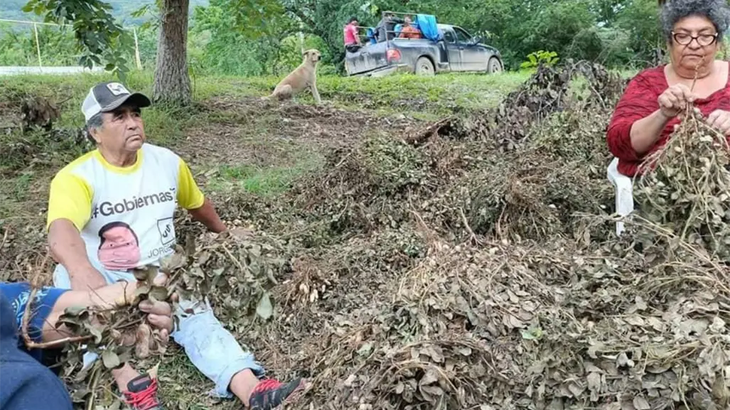 Esta es la mejor temporada para sembrar cacahuates en Tamaulipas