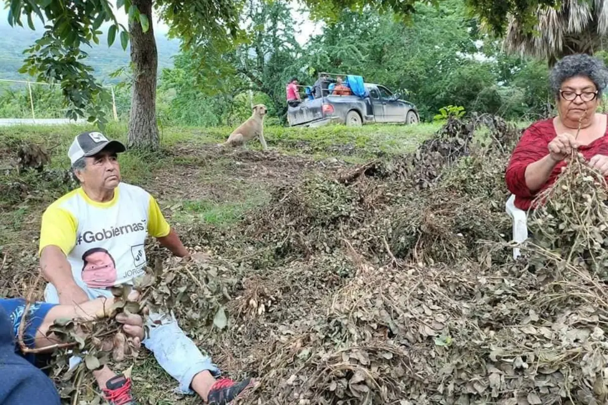 Son varios los municipios de Tamaulipas que se dedican al cultivo del cacahuate en el estado | Foto: FB