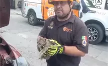 Rescatan a gatito atrapado en motor de camioneta en Guadalupe