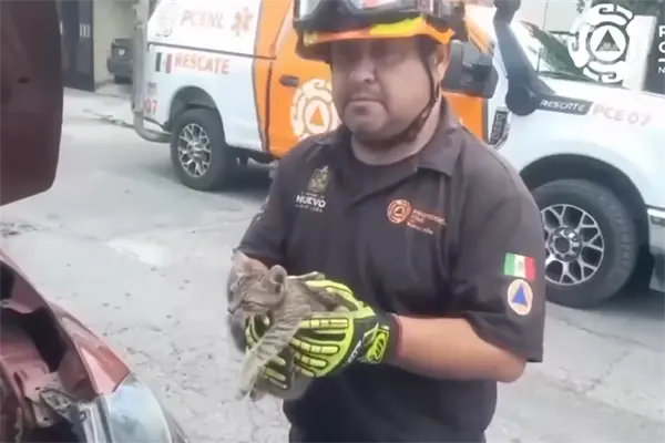 Rescatan a gatito atrapado en motor de camioneta en Guadalupe