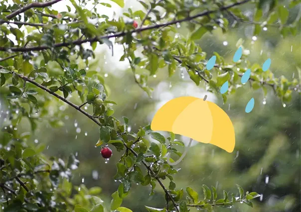 Así será el clima en Monterrey este viernes 19 de septiembre