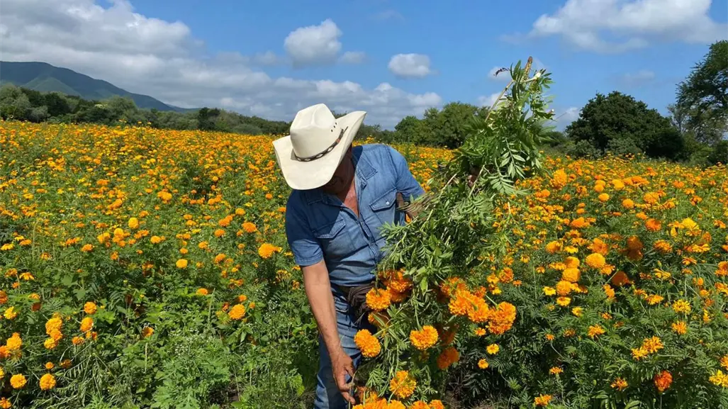 Día de Muertos: El campo de cempasúchil que debes visitar en Tamaulipas