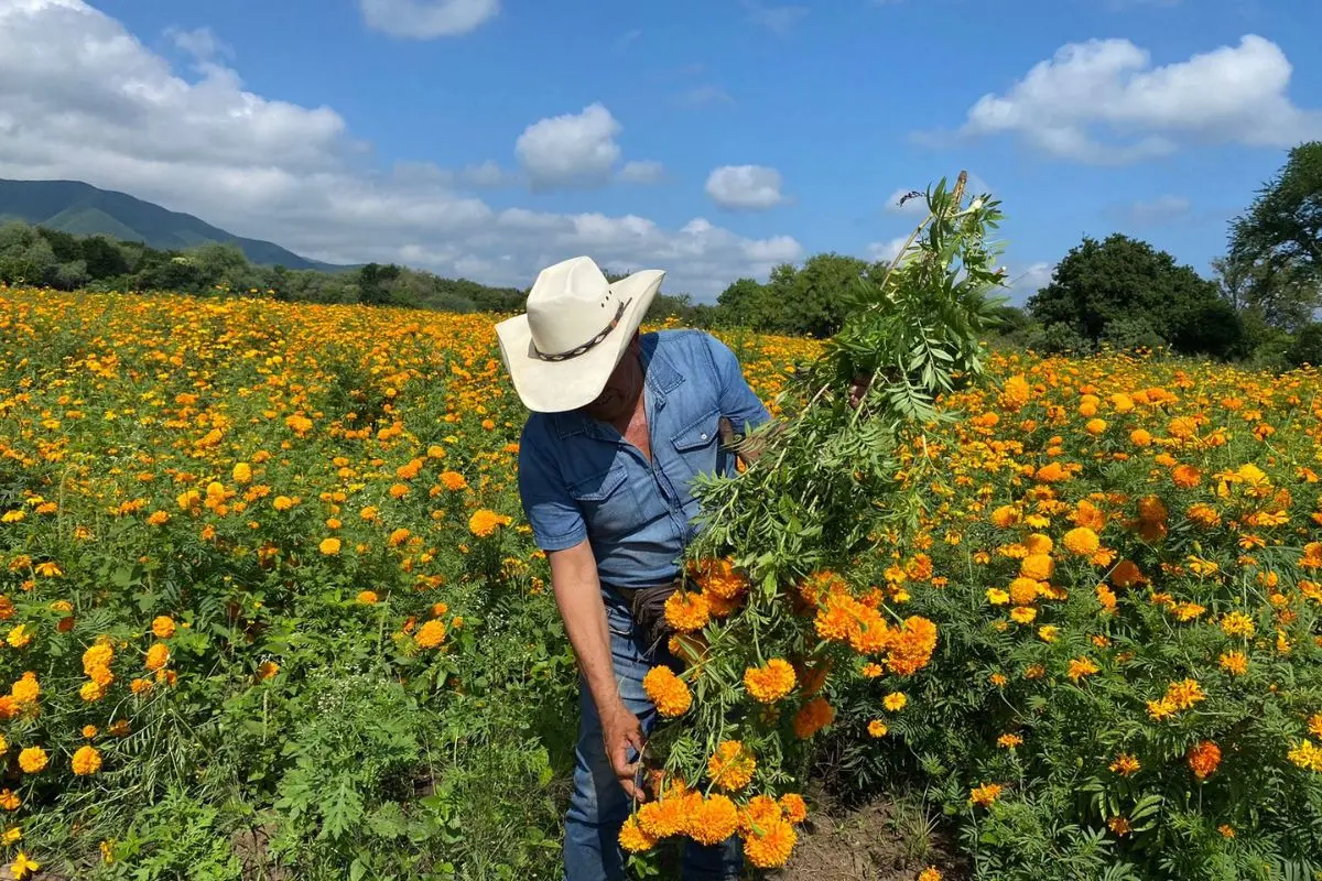 Día de Muertos: El campo de cempasúchil que debes visitar en Tamaulipas