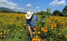Día de Muertos: El campo de cempasúchil que debes visitar en Tamaulipas
